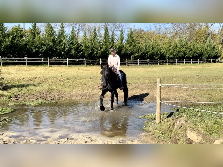 Shire Mix Ruin 5 Jaar 168 cm Zwart in Gap