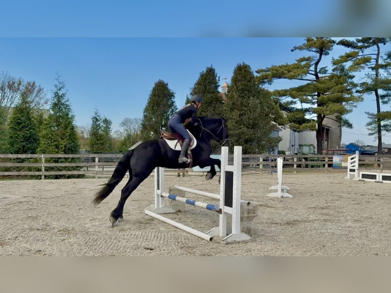 Shire Mix Ruin 5 Jaar 168 cm Zwart in Gap