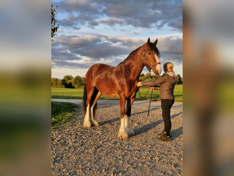 Shire Ruin 5 Jaar 171 cm Lichtbruin in Bissingen an der Teck