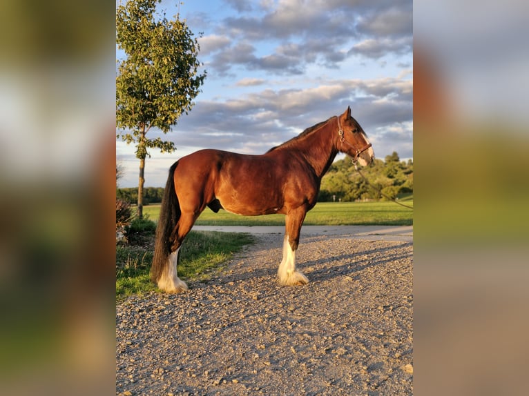 Shire Ruin 5 Jaar 171 cm Lichtbruin in Bissingen an der Teck