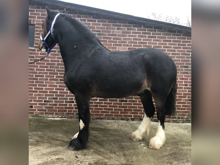 Shire Ruin 5 Jaar 175 cm Donkerbruin in Haselau