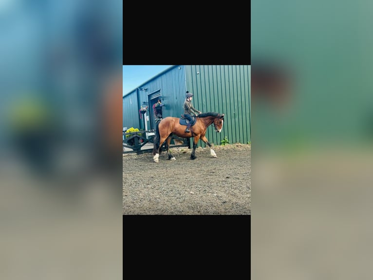 Shire Mix Ruin 5 Jaar 185 cm Roodbruin in Stockton on tees