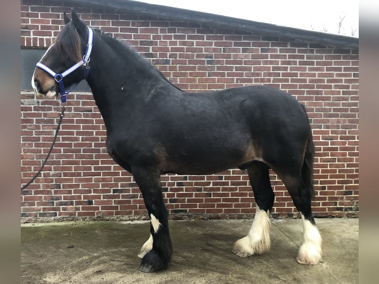 Shire Ruin 6 Jaar 175 cm Donkerbruin in Haselau