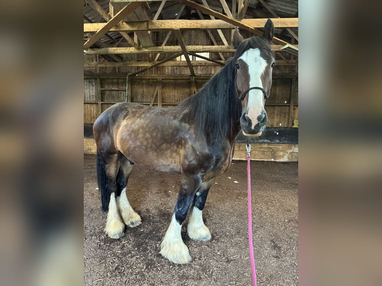 Shire Ruin 8 Jaar 190 cm Bruin in Filderstadt