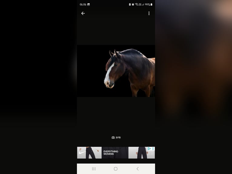 Shire Ruin 9 Jaar 186 cm Bruin in Sachsen anhalt
