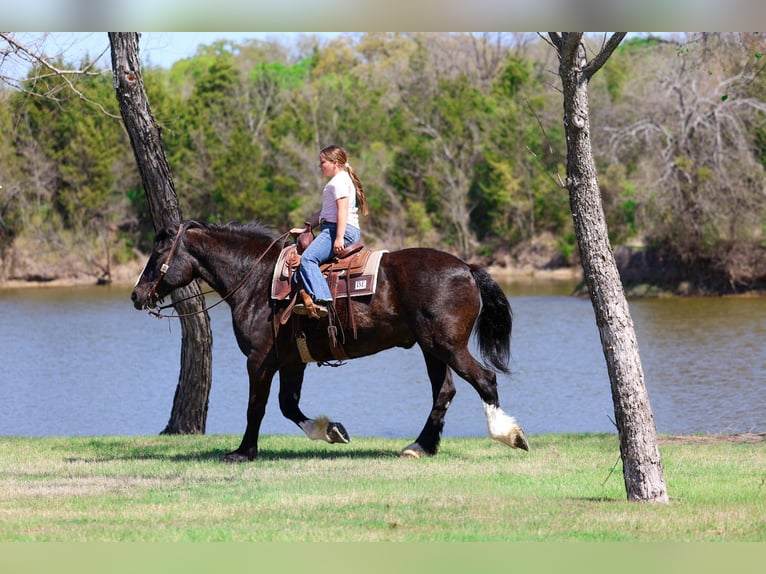 Shire / Shire Horse Mix Castrone 16 Anni 168 cm Morello in Forney