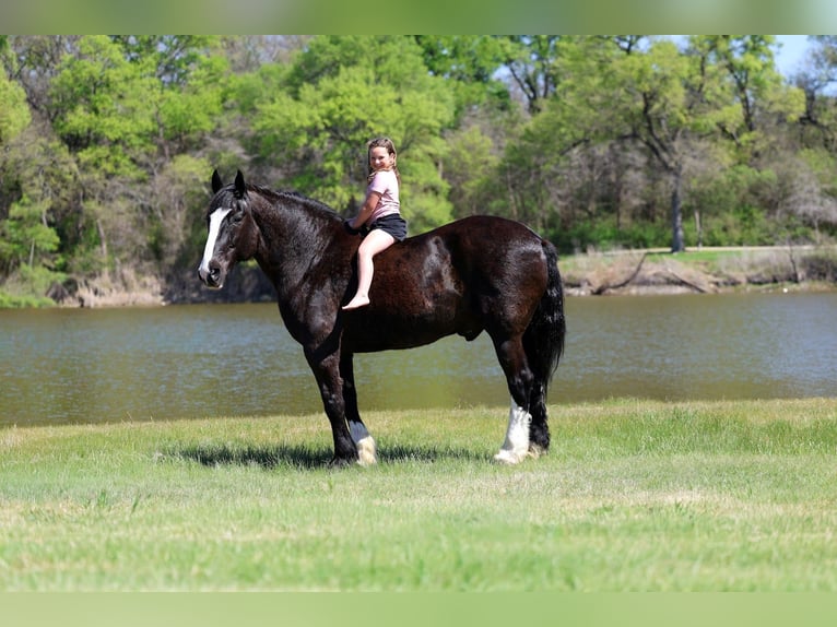 Shire / Shire Horse Mix Castrone 16 Anni 168 cm Morello in Forney