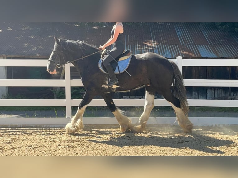 Shire / Shire Horse Castrone 18 Anni 177 cm Morello in Morsbach