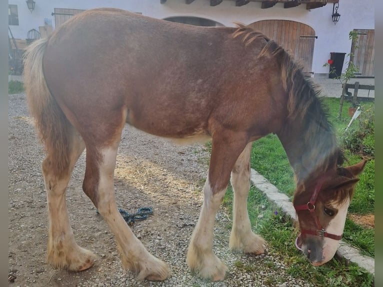 Shire / Shire Horse Castrone 2 Anni 165 cm Baio chiaro in Bad Füssing