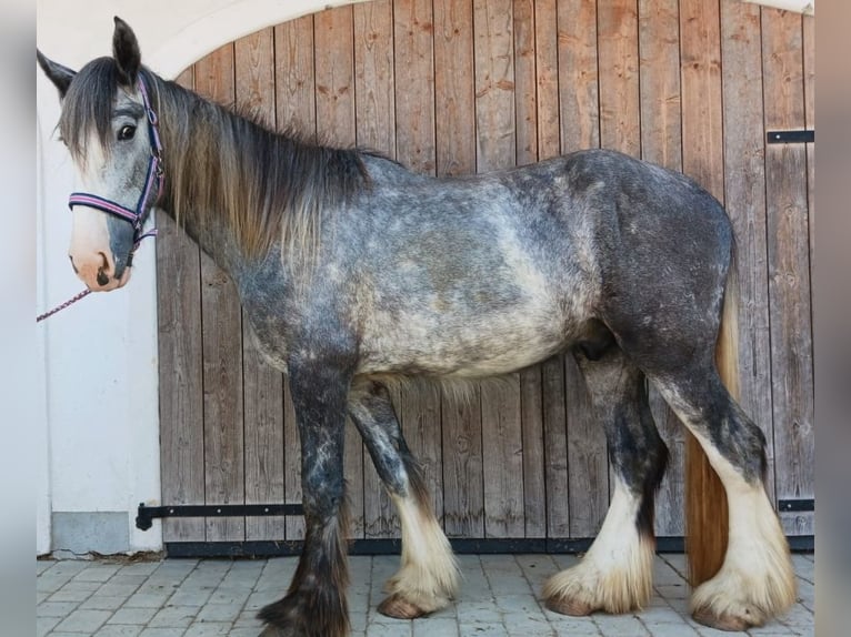 Shire / Shire Horse Castrone 3 Anni 168 cm Può diventare grigio in Bad F&#xFC;ssing
