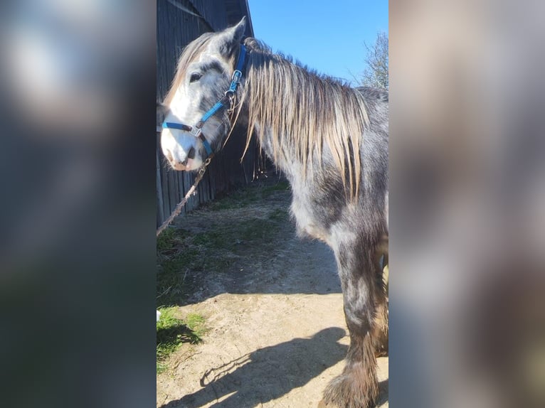 Shire / Shire Horse Castrone 3 Anni 168 cm Può diventare grigio in Bad F&#xFC;ssing