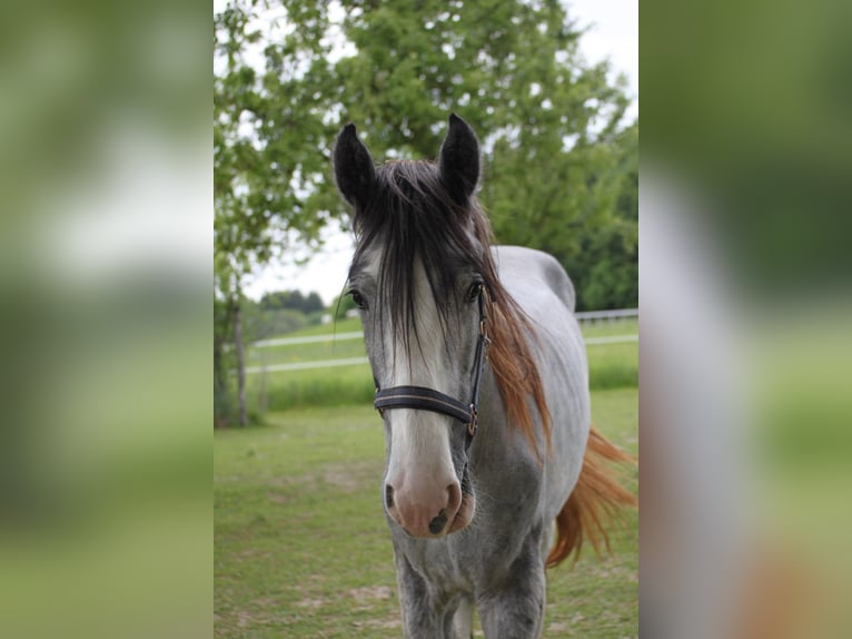 Shire / Shire Horse Castrone 3 Anni 168 cm Può diventare grigio in Bad F&#xFC;ssing