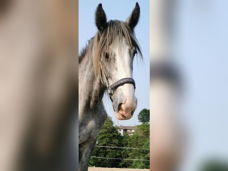 Shire / Shire Horse Castrone 3 Anni 168 cm Può diventare grigio in Bad F&#xFC;ssing