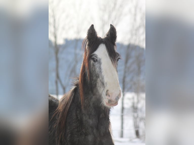 Shire / Shire Horse Castrone 3 Anni 168 cm Può diventare grigio in Bad F&#xFC;ssing