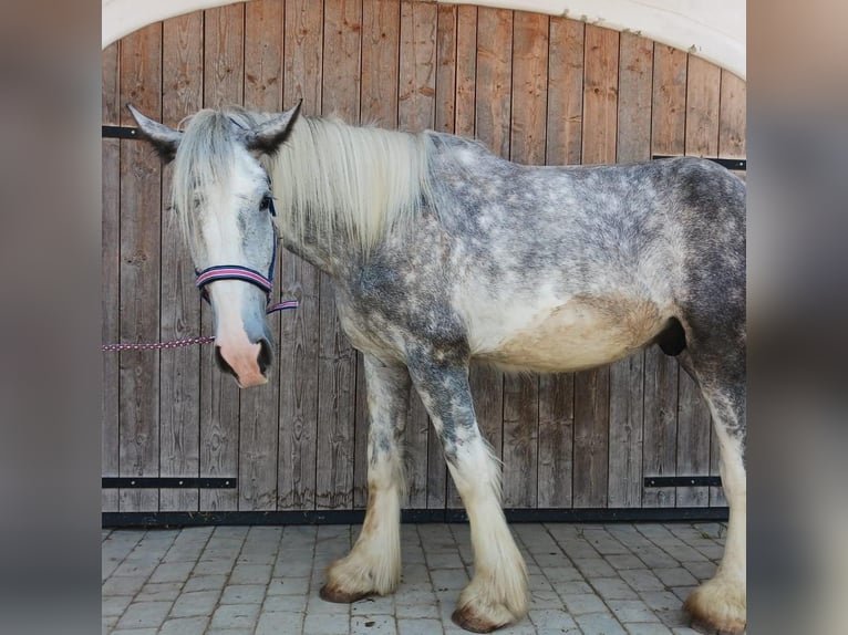 Shire / Shire Horse Castrone 3 Anni 171 cm Può diventare grigio in Bad F&#xFC;ssing