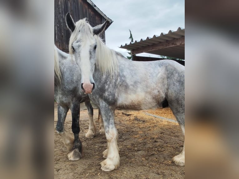 Shire / Shire Horse Castrone 3 Anni 171 cm Può diventare grigio in Bad F&#xFC;ssing
