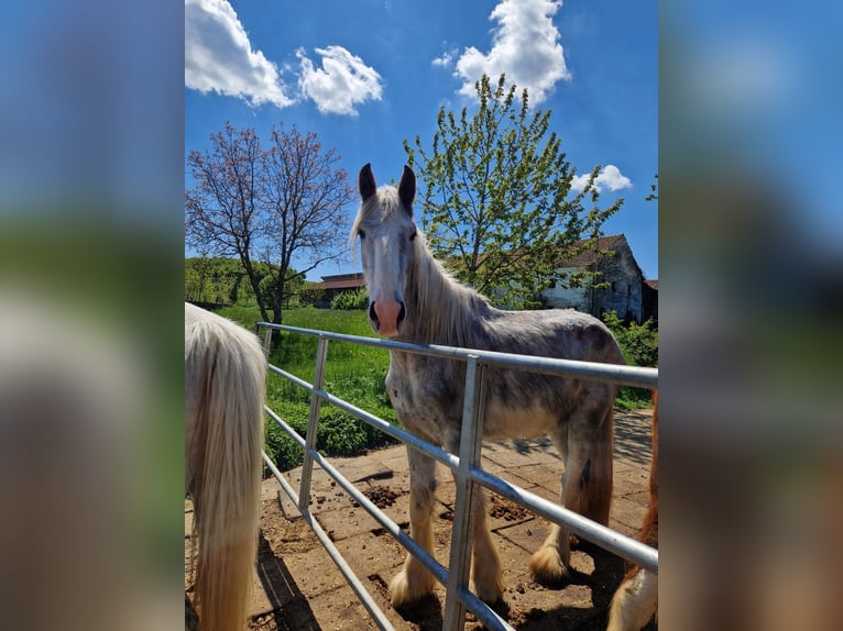 Shire / Shire Horse Castrone 3 Anni 171 cm Può diventare grigio in Bad F&#xFC;ssing