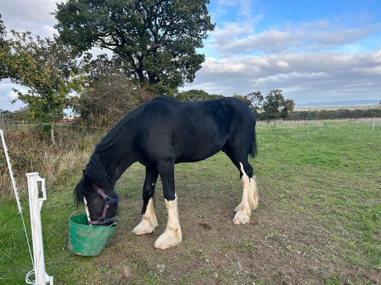 Shire / Shire Horse Castrone 3 Anni 178 cm Morello in Axbridge