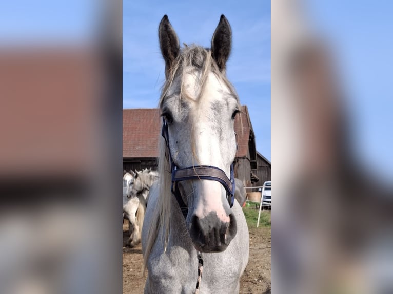 Shire / Shire Horse Castrone 4 Anni 165 cm Può diventare grigio in Bad Füssing