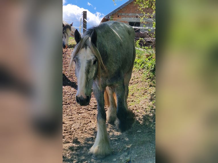 Shire / Shire Horse Castrone 4 Anni 165 cm Può diventare grigio in Bad Füssing
