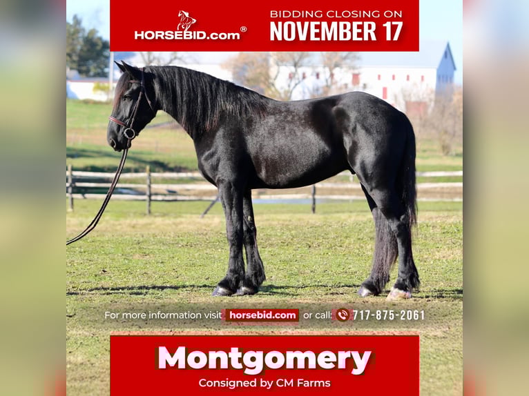 Shire / Shire Horse Mix Castrone 4 Anni 168 cm Morello in Gap