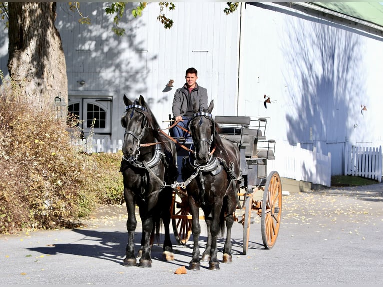 Shire / Shire Horse Mix Castrone 4 Anni 168 cm Morello in Gap