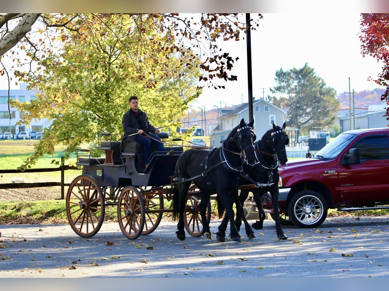 Shire / Shire Horse Mix Castrone 4 Anni 168 cm Morello in Gap