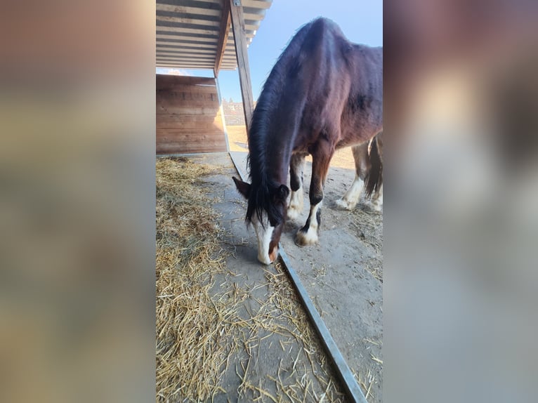 Shire / Shire Horse Castrone 4 Anni 182 cm Baio in Ried im Innkreis