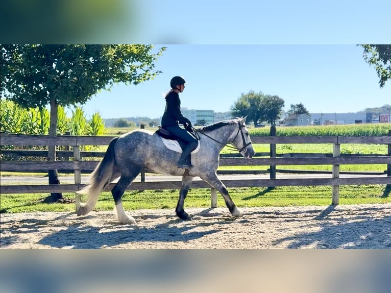 Shire / Shire Horse Mix Castrone 5 Anni 163 cm Grigio in Gap