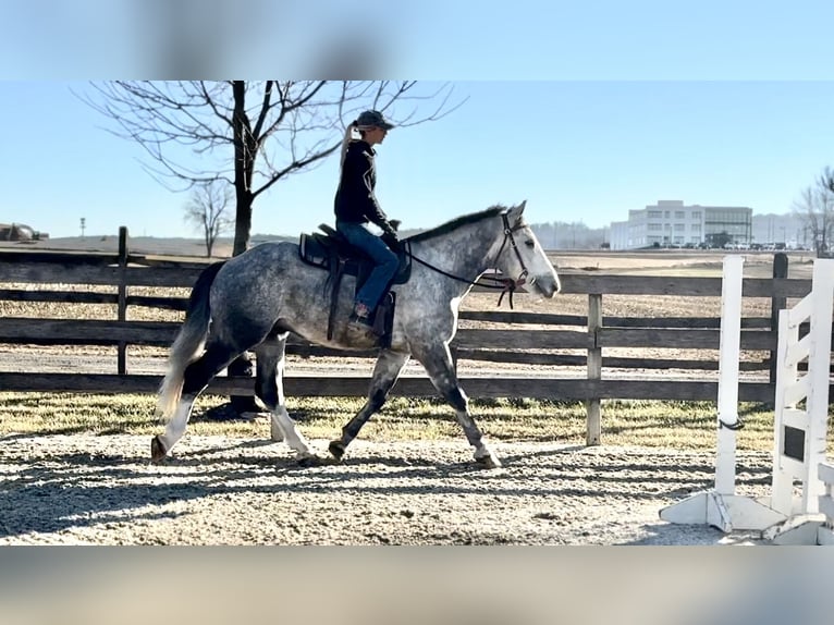 Shire / Shire Horse Mix Castrone 5 Anni 163 cm Grigio in Gap