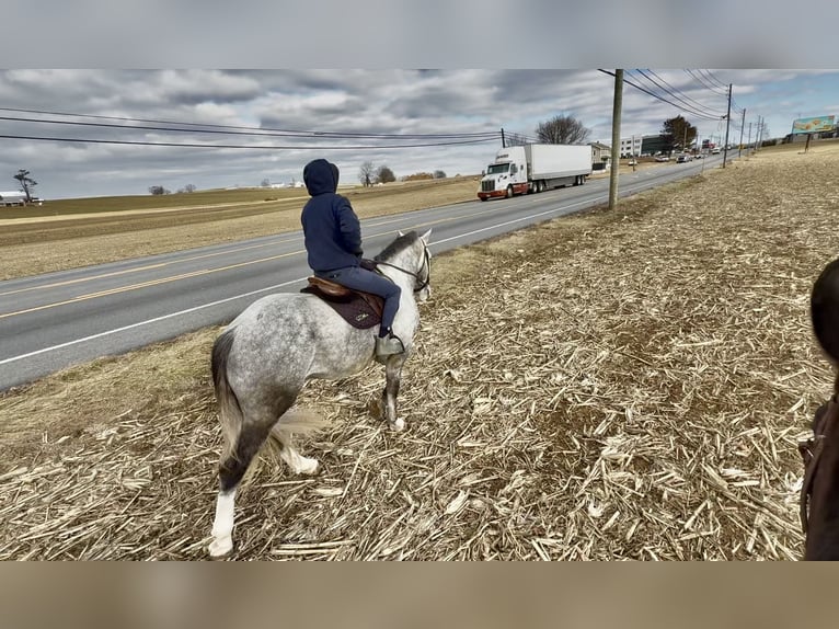 Shire / Shire Horse Mix Castrone 5 Anni 163 cm Grigio in Gap