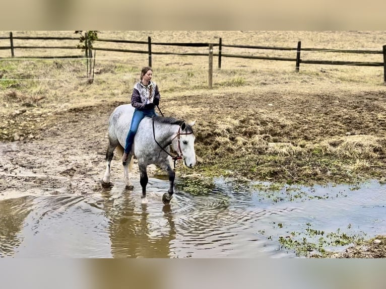 Shire / Shire Horse Mix Castrone 5 Anni 163 cm Grigio in Gap