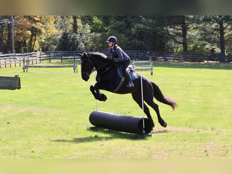 Shire / Shire Horse Mix Castrone 5 Anni 168 cm Morello in Gap