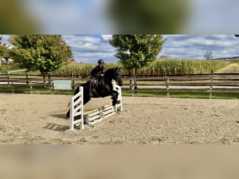 Shire / Shire Horse Mix Castrone 5 Anni 168 cm Morello in Gap