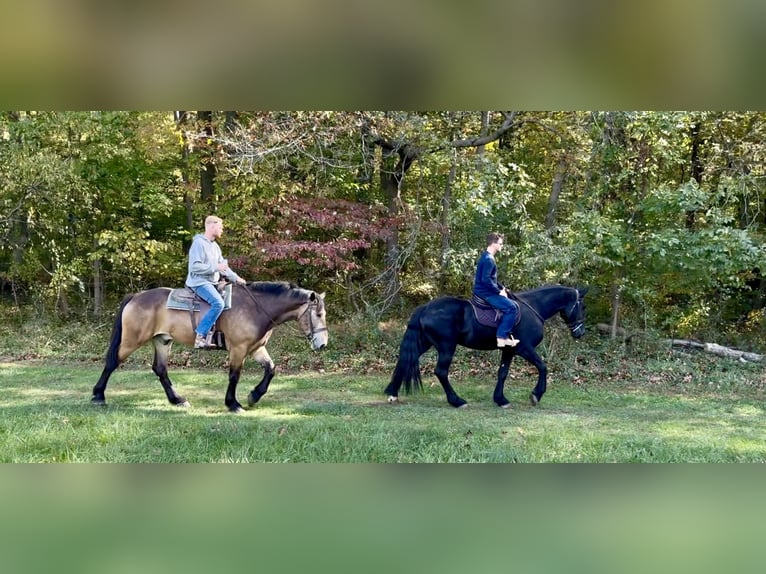 Shire / Shire Horse Mix Castrone 5 Anni 168 cm Morello in Gap