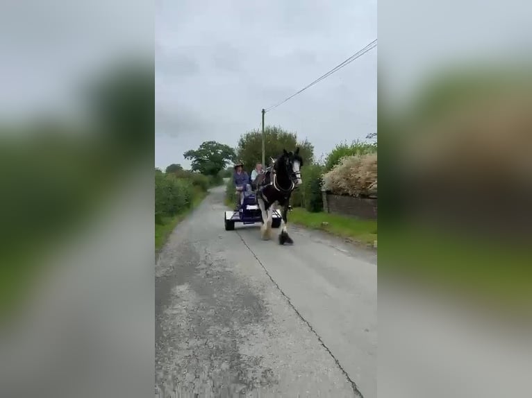 Shire / Shire Horse Castrone 5 Anni  in whitegate