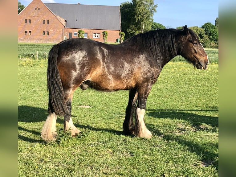 Shire / Shire Horse Castrone 6 Anni 174 cm Baio in Haselau