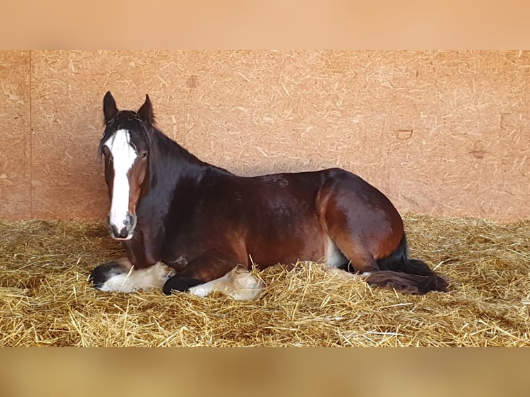 Shire / Shire Horse Castrone 8 Anni 190 cm Baio in Filderstadt