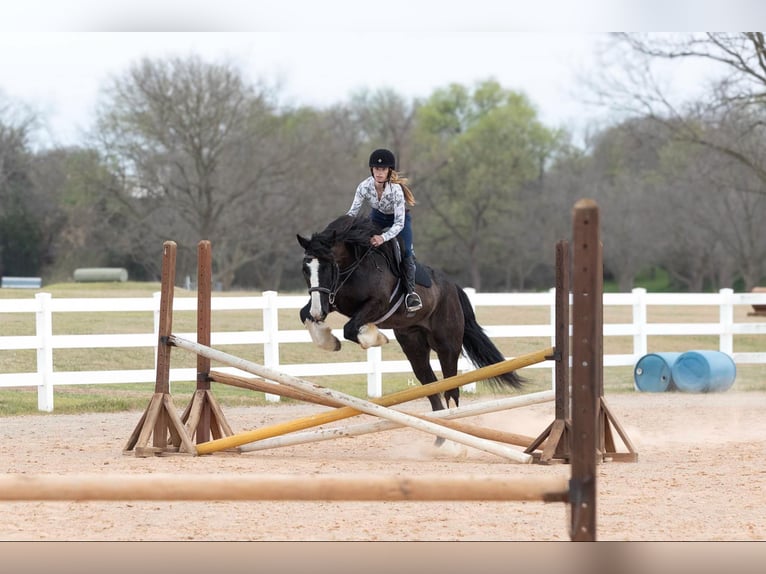 Shire / Shire Horse Castrone 9 Anni 163 cm Baio ciliegia in weatherford TX