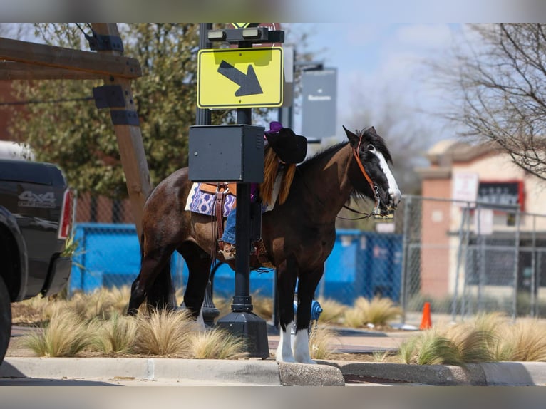 Shire / Shire Horse Castrone 9 Anni 163 cm Baio ciliegia in weatherford TX