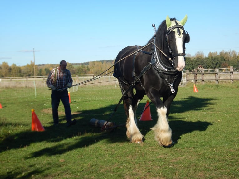Shire / Shire Horse Castrone 9 Anni 195 cm Morello in Wabern