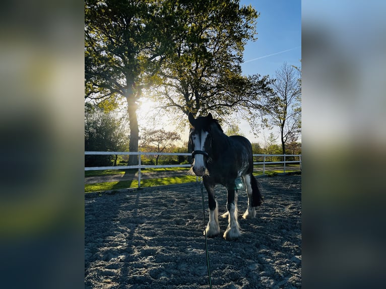 Shire / Shire Horse Giumenta 10 Anni 185 cm Baio in Brinjahe