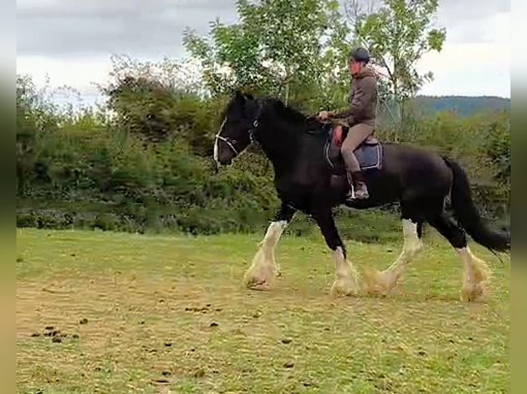 Shire / Shire Horse Giumenta 11 Anni 185 cm Morello in Eschwege