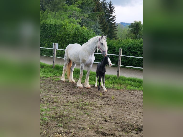 Shire / Shire Horse Giumenta 11 Anni 187 cm Grigio in Eferding