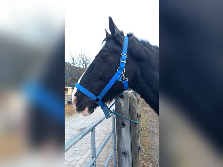 Shire / Shire Horse Giumenta 11 Anni 191 cm Baio scuro in Reutte