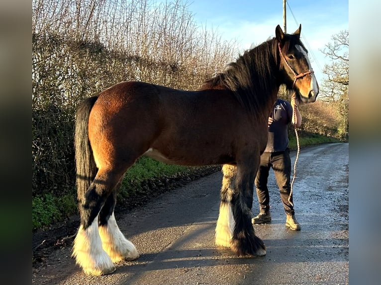 Shire / Shire Horse Giumenta 11 Anni in marbury