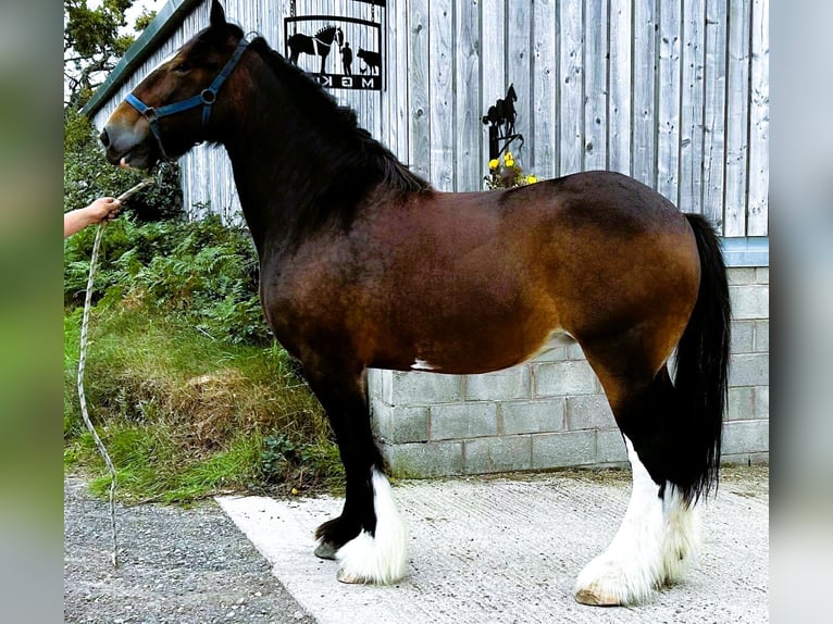 Shire / Shire Horse Giumenta 12 Anni  in whitegate