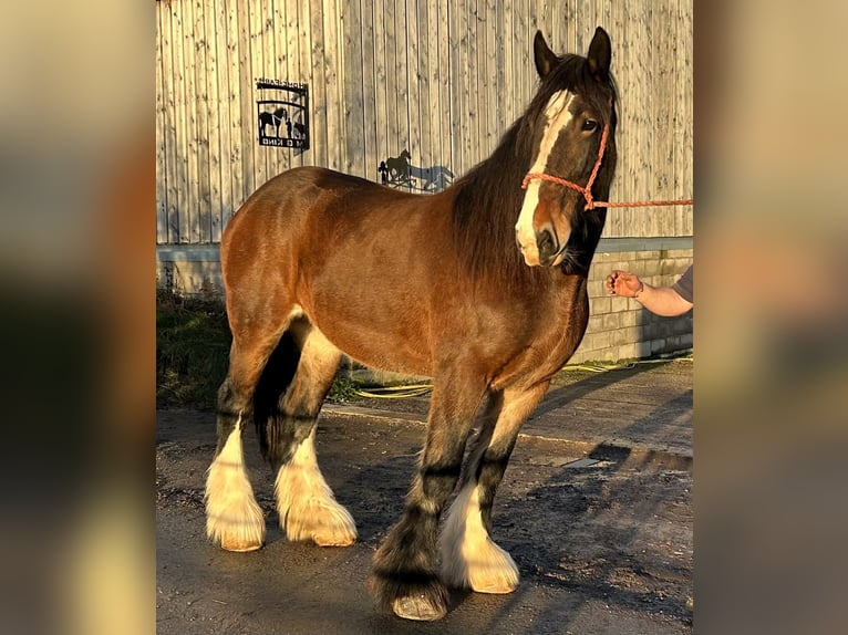 Shire / Shire Horse Giumenta 12 Anni in whitegate