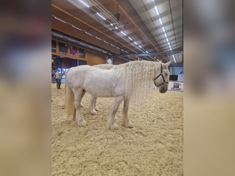 Shire / Shire Horse Giumenta 13 Anni 177 cm Grigio in Ried im Innkreis