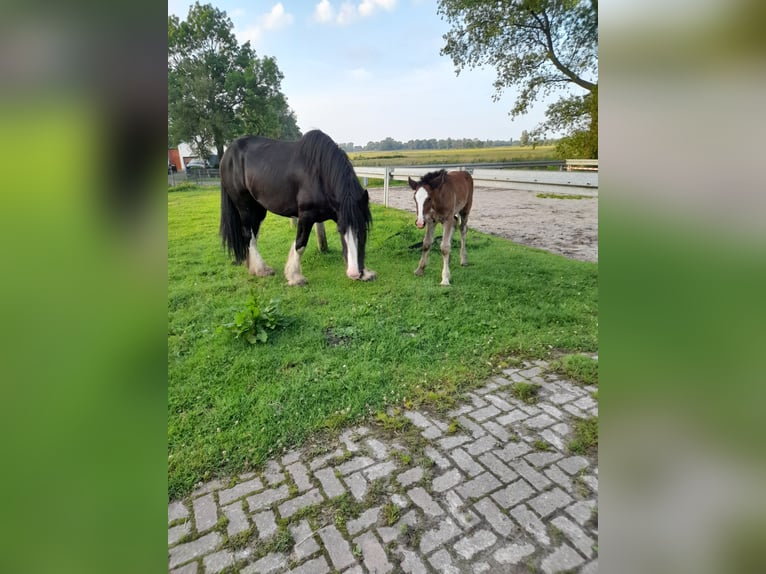 Shire / Shire Horse Giumenta 14 Anni 175 cm Morello in Nordenham